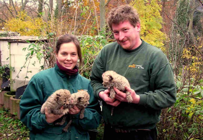 Viola Wächter und Michael Schwan, die stolzen Raubtierpfleger im Landauer Zoo mit dem seltenen Gepardennachwuchs